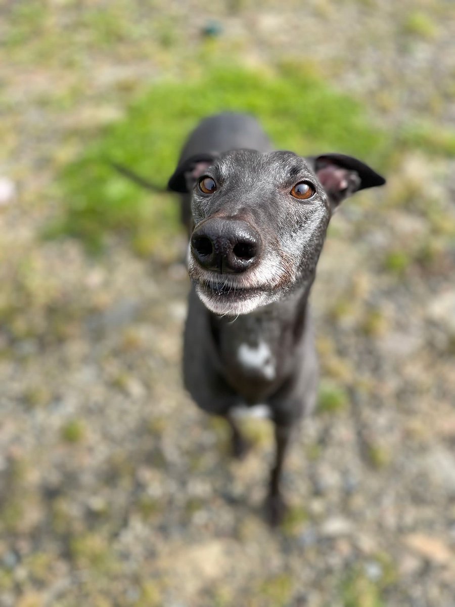 team_greenacres's tweet photo. Carmac, 4, ex-racing greyhound. A gentle giant
He became poorly on the way to another rescue, stopped off here to get treatment & never left! Will discuss what happened with applicants
https://t.co/3pNB3ufOzi
Carmac needs a home within #Pembrokeshire 💚
#rehomehour #TeamZay https://t.co/l6yBuiF8ak