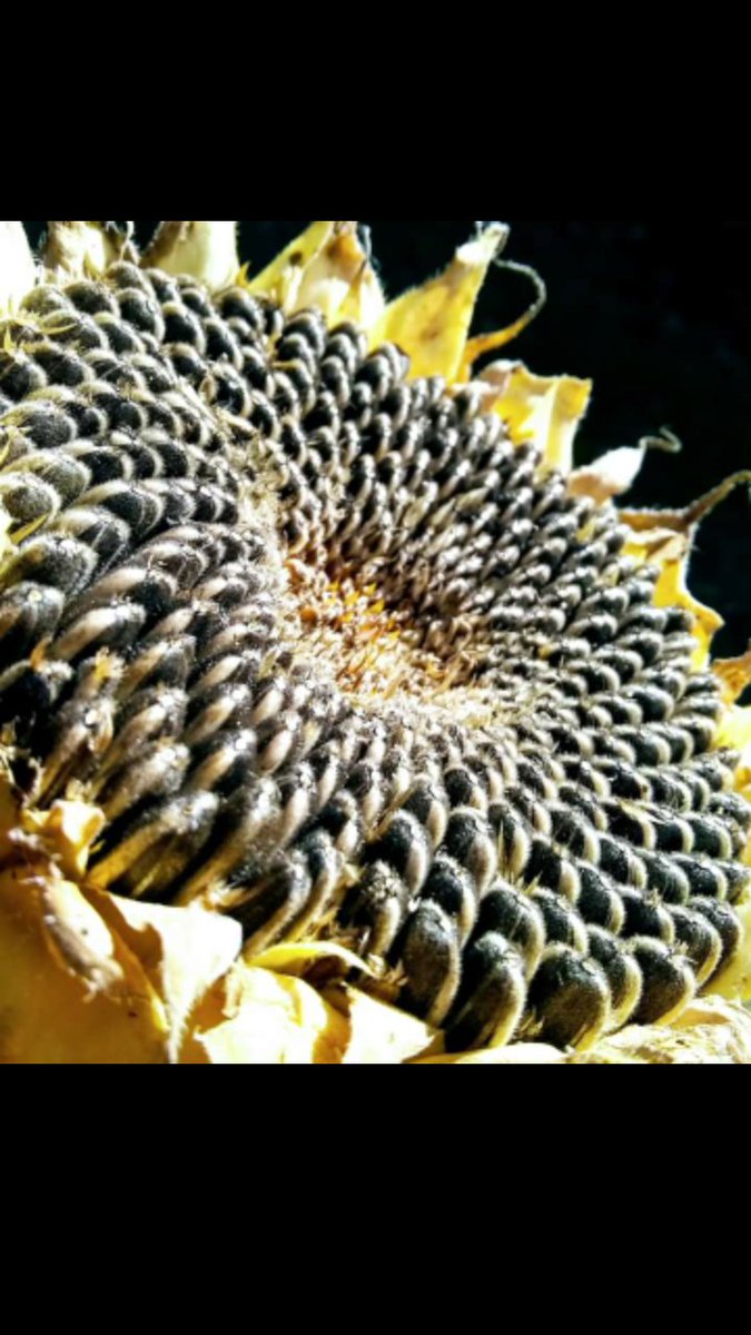 SauceySedaya's tweet photo. Sunflower Seeds #GrowFoodNotLawn #Gardener #SunflowerSeeds #FreshFromTheGarden #IronRich
#ForSalads #GardenGoodies #AnyTimeSnack #SedayaSnacks https://t.co/srvb1Q8lXC