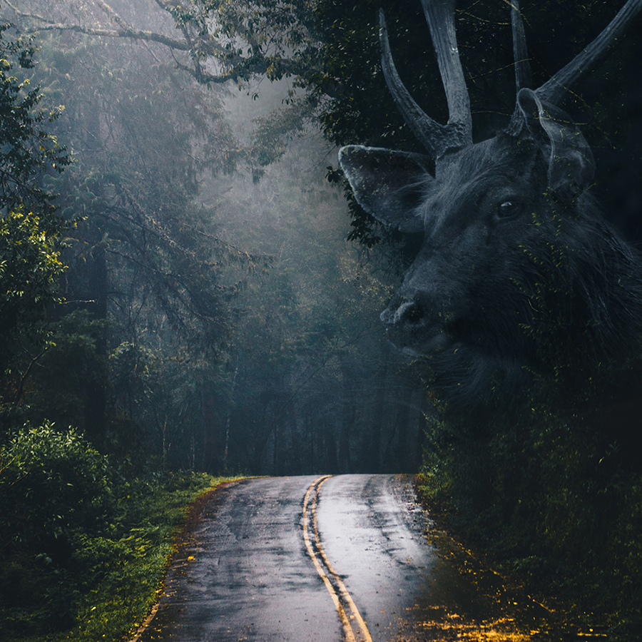 Herbstzeit ist Wildwechselzeit!

Die Chance, dass Wildtiere den Weg kreuzen, ist jetzt sehr hoch!
Das empfohlene Verhalten, sofern man sich selbst nicht in Gefahr bringt, lautet:
Abblenden – Bremsen – Hupen – Halten. 

#achtungwild  #vorsichtigfahren #sicherankommen