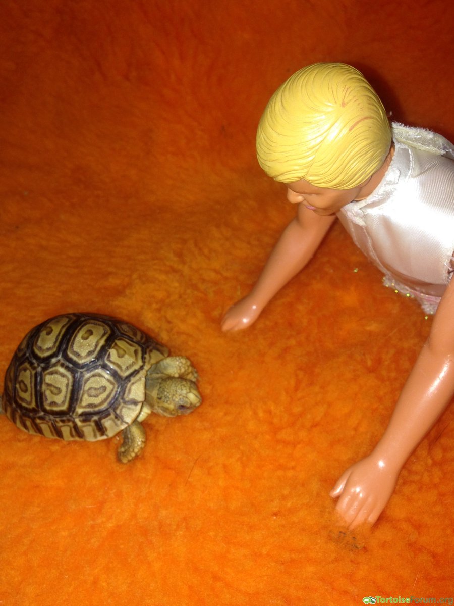 TortoiseEveryHr's tweet photo. bzzzzt beep bloop tortoise bot https://t.co/LOcgl2NmBu