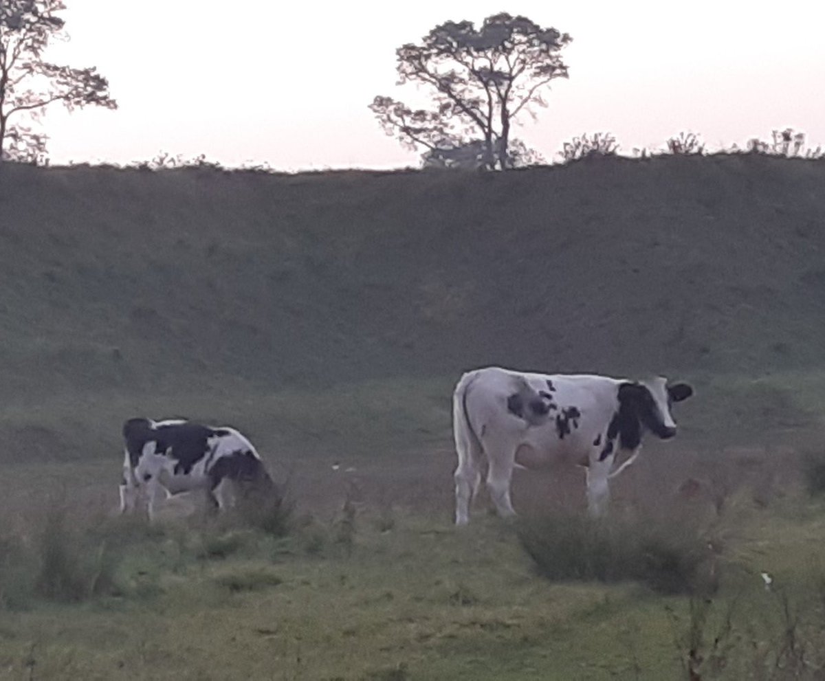 #Koeiemorgen!!! Jaaaaaahhhh dinsdag....Maak er een mooie dag van😁
Bedankt @schmits_h 👌
#koeblijboerblij #soh #hé #wij #staan #heerlijk #te #genieten #hier #hoor😁 #BijOnsIsHetElkeDagDierendag #melknatuurlijk #MelkIsGoedVoorElk