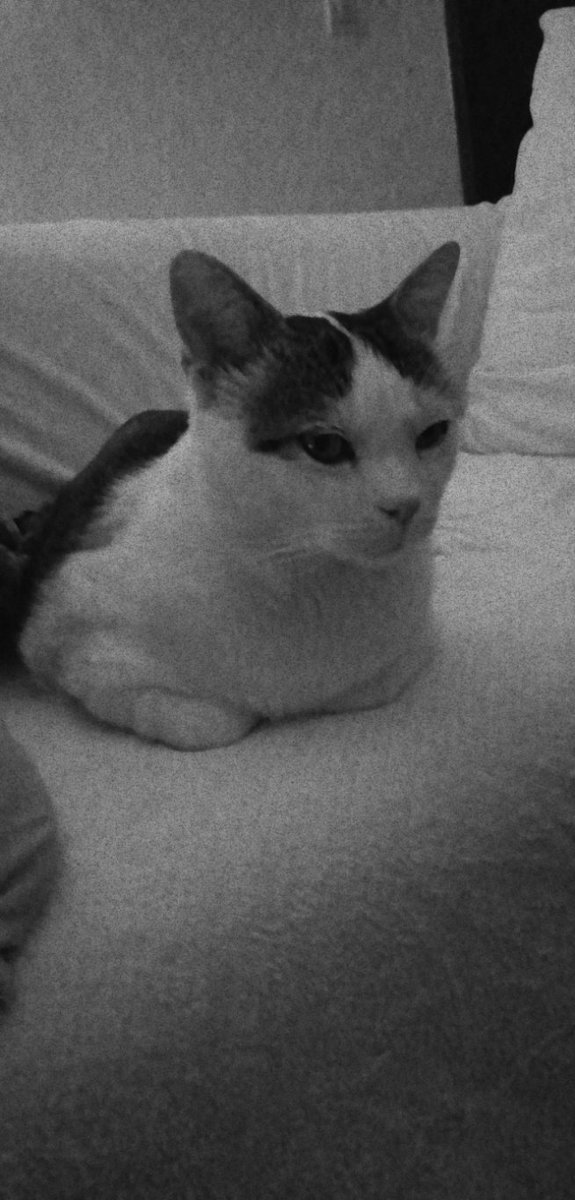 Hi friends 👋👋

#cats #sweet #dogsoftwitter #animals