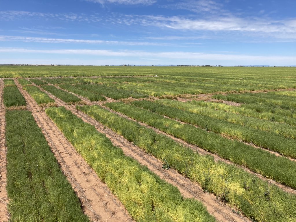 ForrestJonno's tweet photo. Varietal differences are really starting to show at the GIA Lentil variety trial. Some exciting new lines emerging with Lontrel and Metribuzin tolerance making for an exciting future. #couldntaffordadrone https://t.co/HR4k6bqqUM