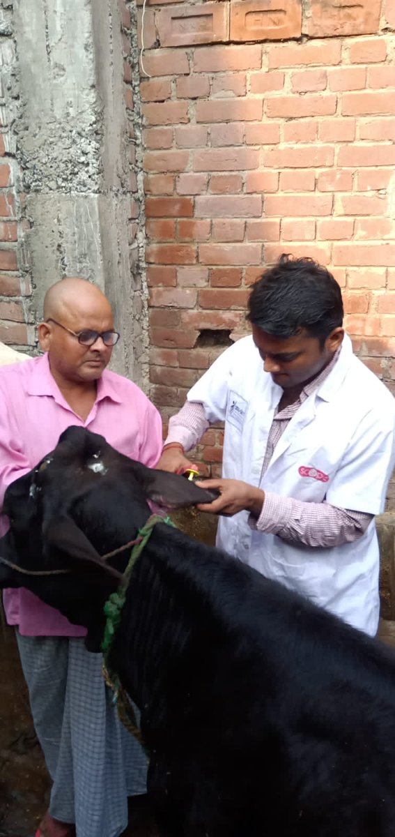 scopebihar's tweet photo. Ear tags helps keep track record of information such as gender, age, weight, progeny and pedigree,etc. Our @DDUGKYMoRD candidates are helping government do the same. @NIRDPR_DDUGKY @brlps_jeevika @Dept_of_AHD @ASCI_AgriSkills @BiharSDM #DDUGKY #2ndLine #Paravets https://t.co/QLJ647OVJw