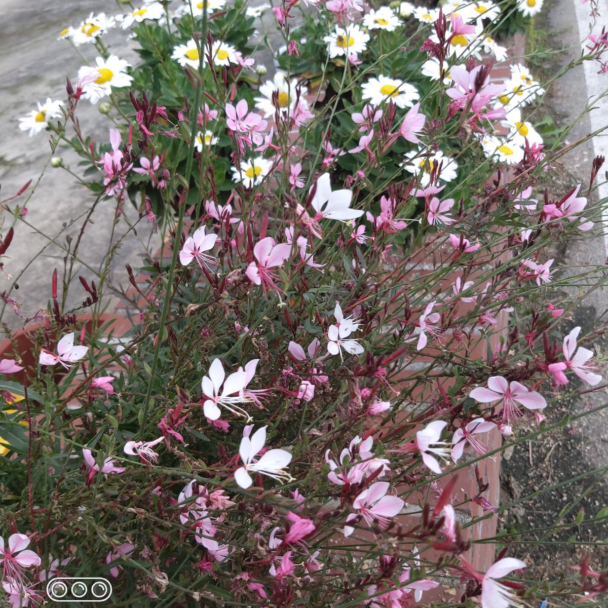 특이해서
올립니다~