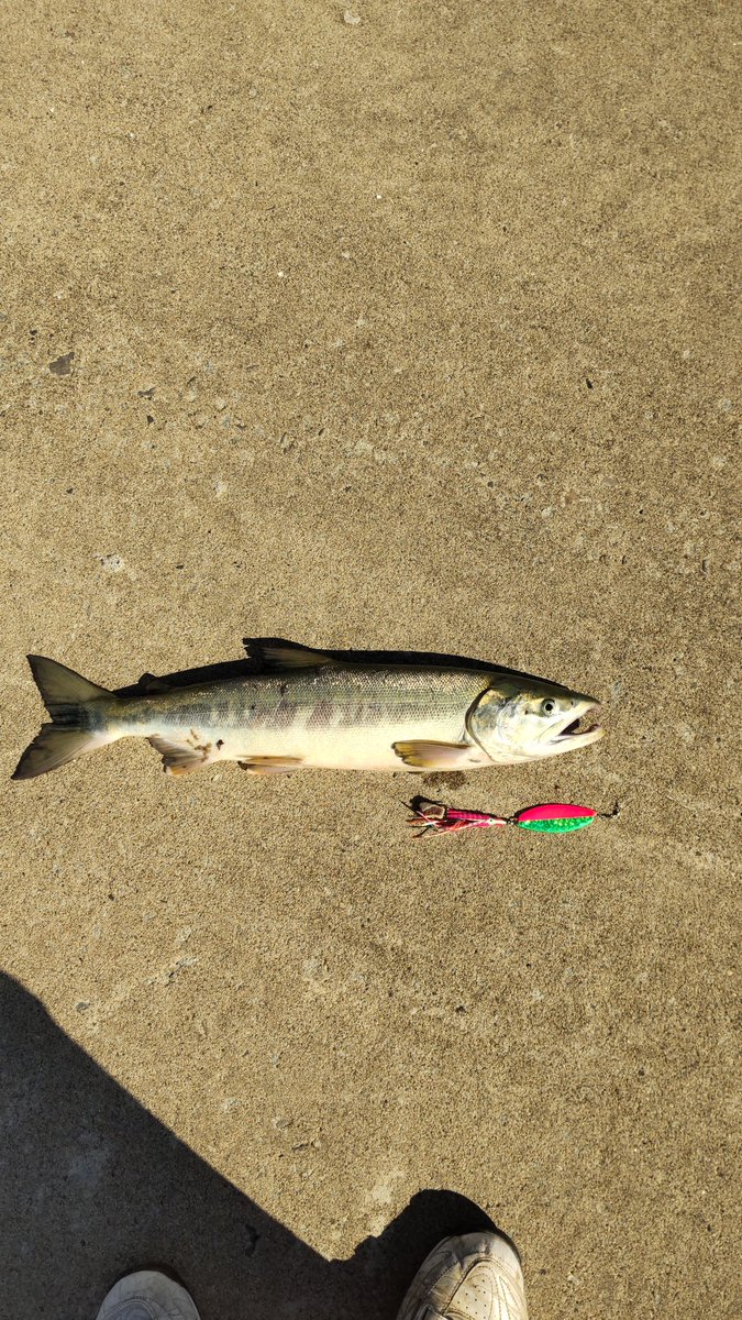 Home Logogala Recent Activity Post Nemo 釣り垢 Jun 7 仕事前の朝練 ルアーズケミスト Pic Twitter Com Obuapmgdxm 1 Year Ago We Are Working For The Dance And Sing Songs This Video Is Very Awesome For The Youngster Please Vote This Video