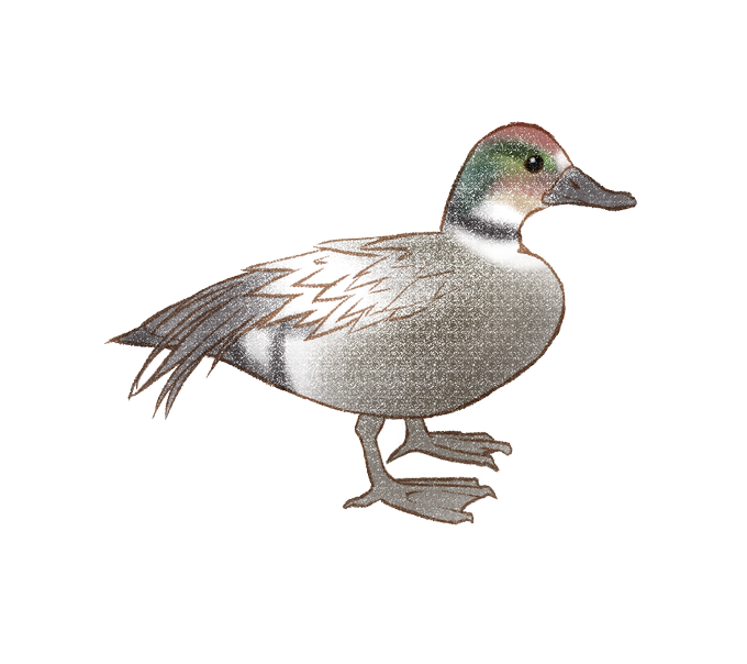 鳥のイラスト図鑑のtwitterイラスト検索結果