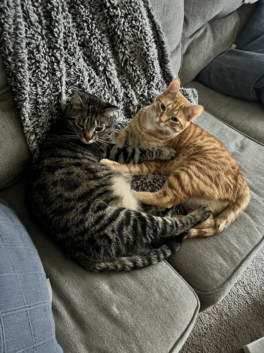 TheRealZuityy's tweet photo. Walked in and caught em in the act 👀👀 #IncestIsASinBro #ThisAintAlabama #GetOffHim #HesAMinor https://t.co/AVoxbzYxGD