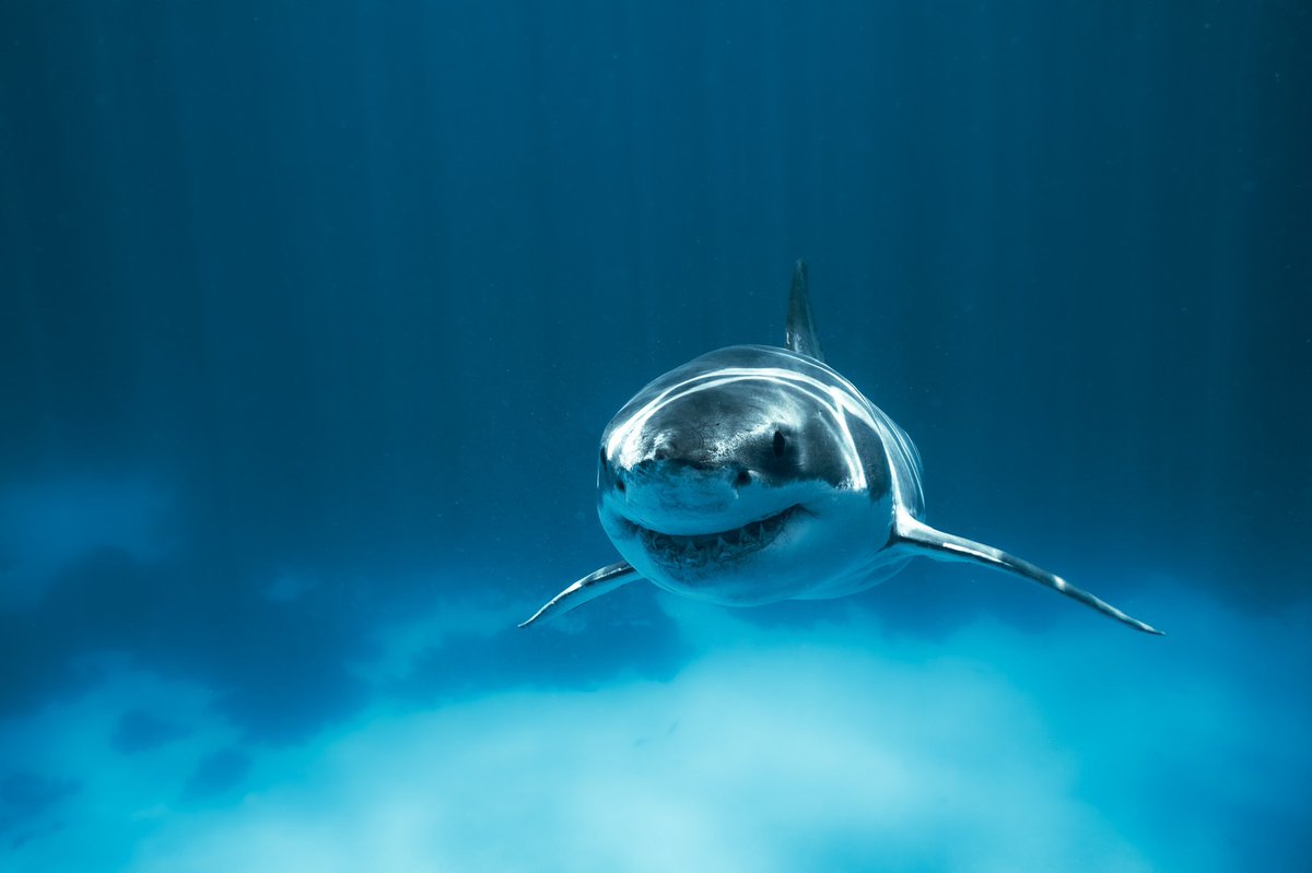 Robert King tweet media