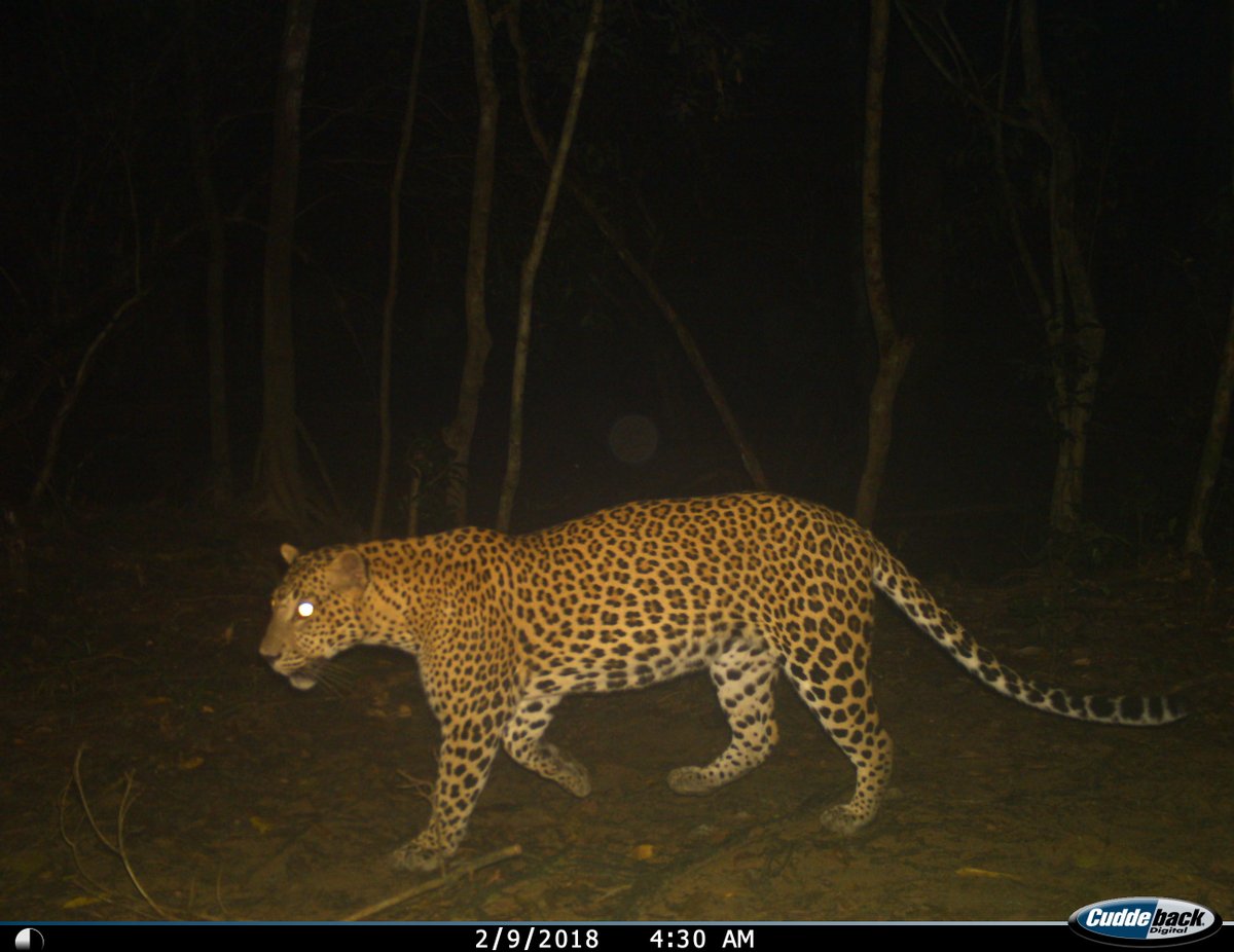 Gal Oya Lodge tweet media