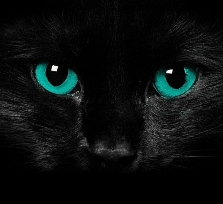 Metanoia100's tweet image. Keeping my eye on you 😊 💕

#cats #CatsOfTwitter