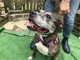 Bubbles is a bouncy happy girl brindle Staffie aged approx 10. 
epsomcaninerescue.co.uk/index.php/dogs…
Needs a forever home within 20 miles radius of J8 M25 Surrey UK. Limit set as  a small charity of volunteers offering lifelong support if needed. A people-person dog struggling in kennels