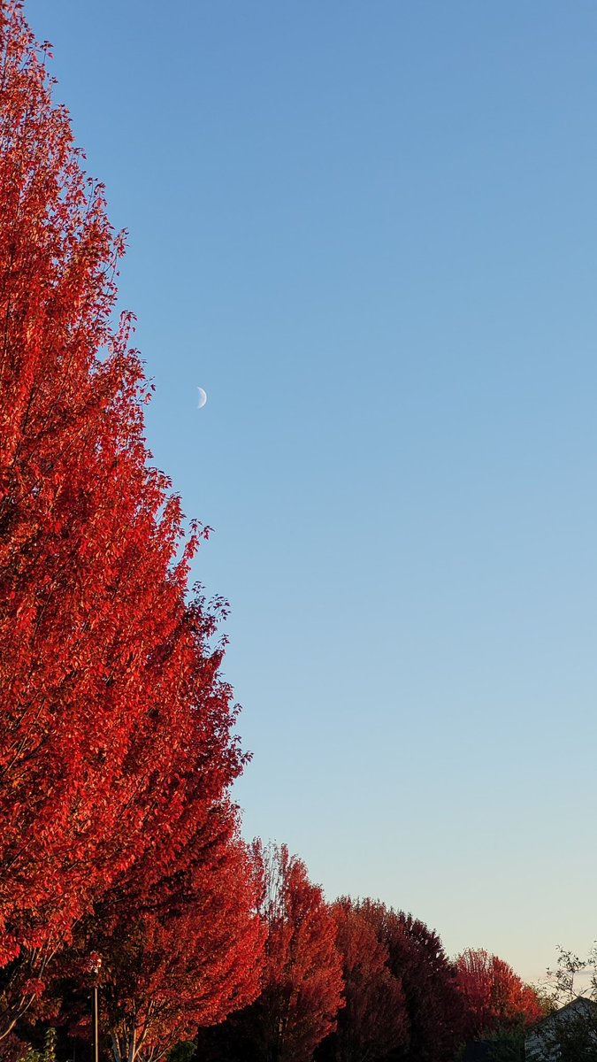 tommegma's tweet photo. Moon on the 8th and today, the 11th.

@NatashaKOIN6 @JosephForecast 

#weather #moon #autumn #fall https://t.co/xrVfHfnCeT