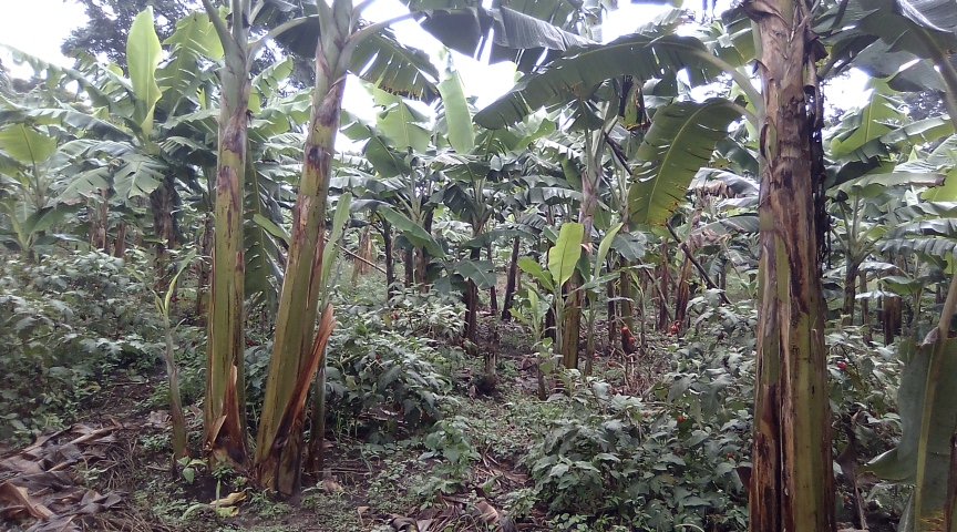 kobusin3's tweet photo. Gonja plantation https://t.co/bGEeITPK6D