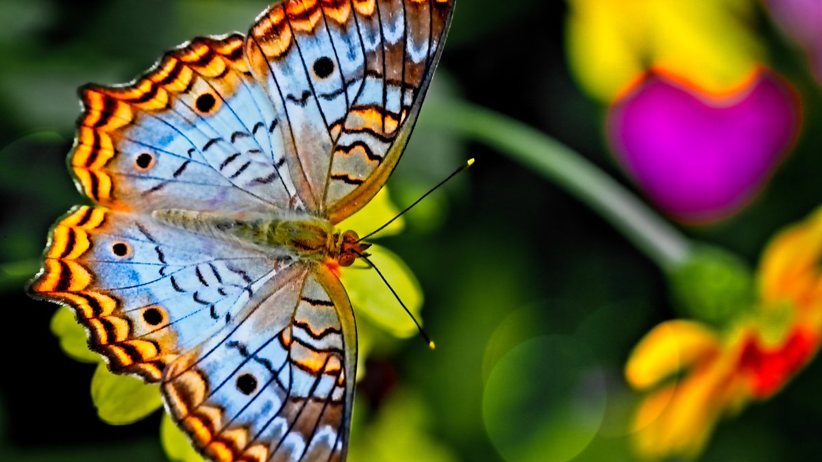 ume_kyd's tweet photo. Some things can’t be seen without spreading the wings
Unleash new possibilities💥

Reveal new sides of your #Data
Make better informed decisions based on #DataAnalytics

Awards #Regtech🏆@ume_kyd
#Innovation in #fund #distributors

#Data4Good #DataMining #FutureOfWork #Luxembourg https://t.co/RozudJqZSQ