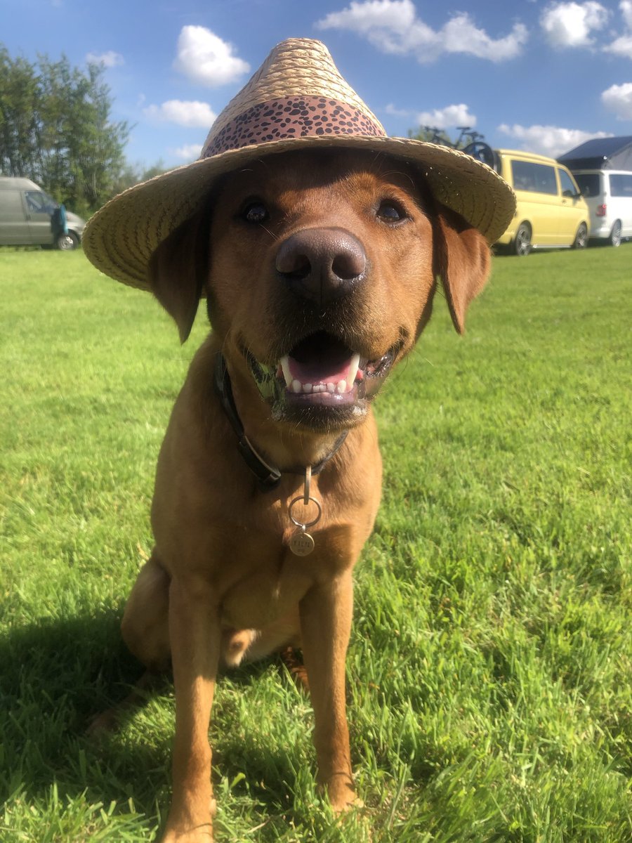 spicey86's tweet photo. Introducing Ralph! 😍 He likes riding shotgun in the van with his head out the window, eating biscuits, chasing squirrels, he’s obsessed with the ball and hates barking but he will for a biscuit. ❤️
#foxredlab #dogsoftwitter #dog #bestfriends https://t.co/HmZgb8lMOK