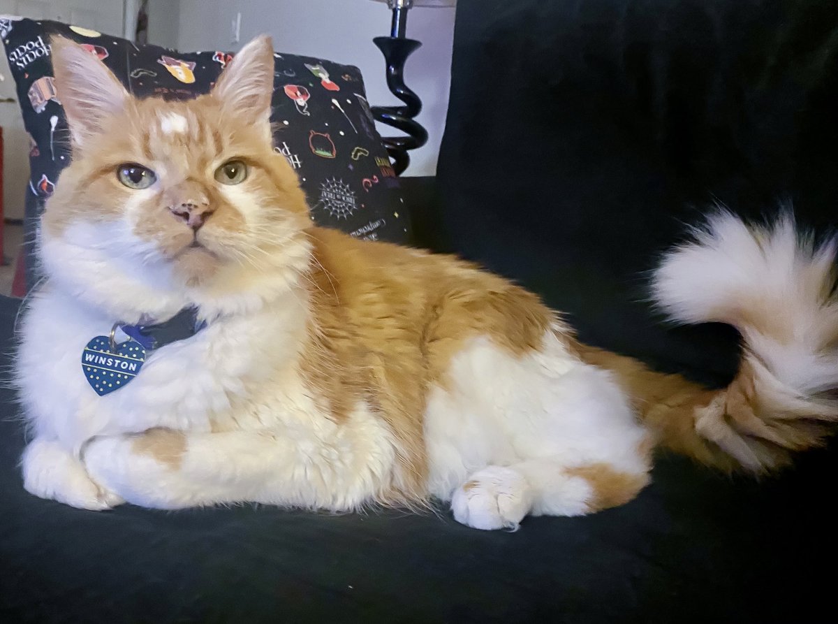 adriannarenee09's tweet photo. Sorry dad. Tail floof marks the spot. See? 
#SitSomewhereElse 

#CatsOfTwitter #cats #tuesdayvibe #fun #tuesdaymotivations https://t.co/YvsIV1rq9J