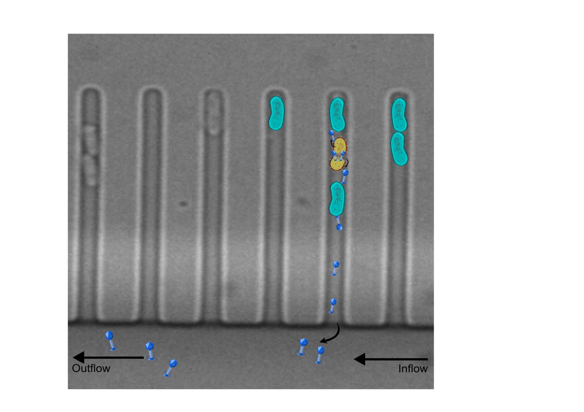 PagliaraExeter's tweet photo. New fully funded #PhD @UniofExeter to develop novel #phage inspired #antibiotics to fight #AntibioticResistance with us, @marucci_lucia, @StinekevanHoute and @dstlmod 
Please #RT @MicrobioSoc, @AntibioticResis #phdchat closing date- 26th November 2021!
https://t.co/JV7LnzVoxh https://t.co/HJVQSvkZip