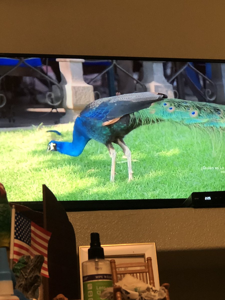 RT @CharlotteFan4e1: Saw this incredible peacock and I immediately thought of the queen @MsCharlotteWWE https://t.co/Jw5yWWDHrg