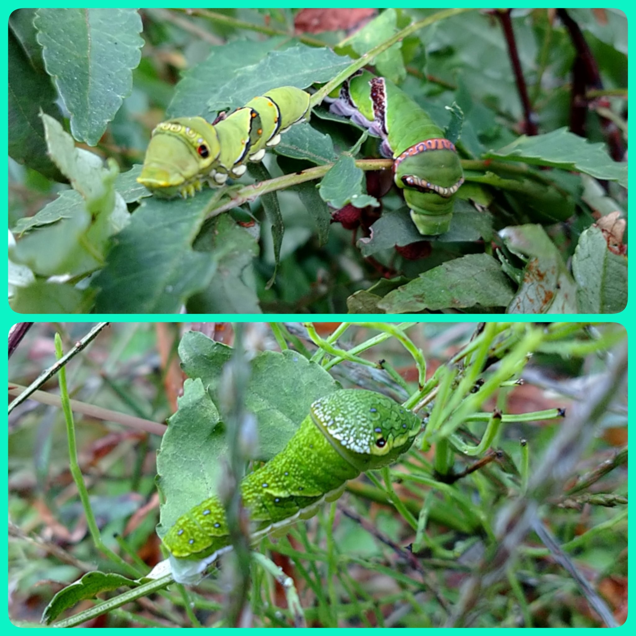 ツバタン ナミアゲハとクロアゲハ カラスアゲハの幼虫が 5齢幼虫になりました みんな 無事に蝶になるんだよ ナミアゲハ ナミアゲハの幼虫 クロアゲハ クロアゲハの幼虫 カラスアゲハ カラスアゲハの幼虫 5齢幼虫 T Co 1u0qvwrpbe