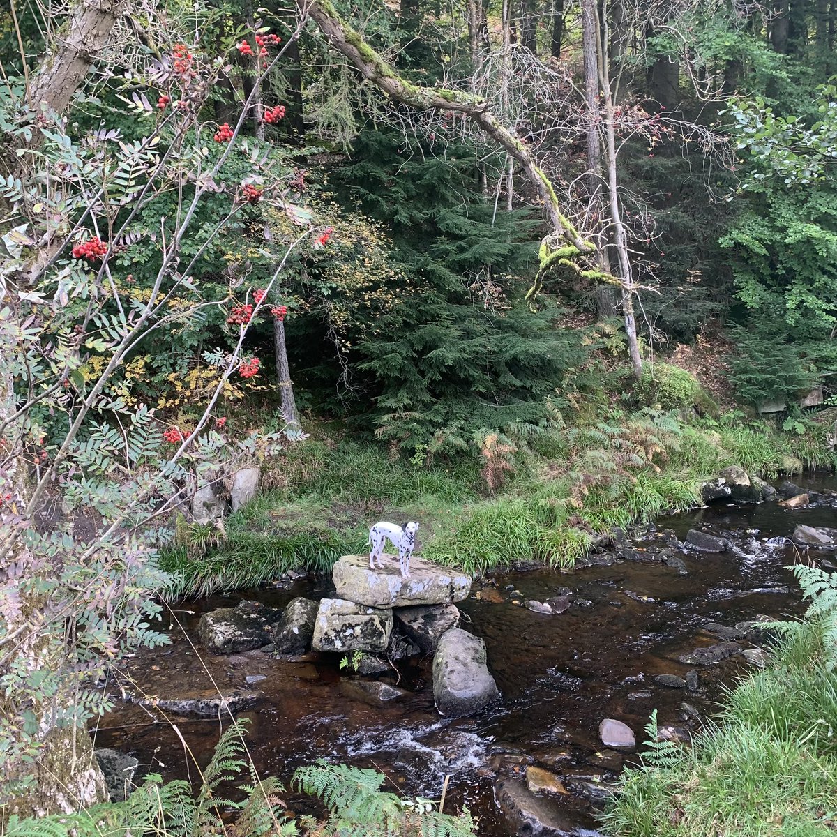 Cora @ #hamsterleyforest 

#corathedalmatian @ForestryEngland #CountyDurham #forest #naturesplayground #NaturePhotography #dalmatian #dogsoftwitter #Autumn #autumncolours @VisitEngland