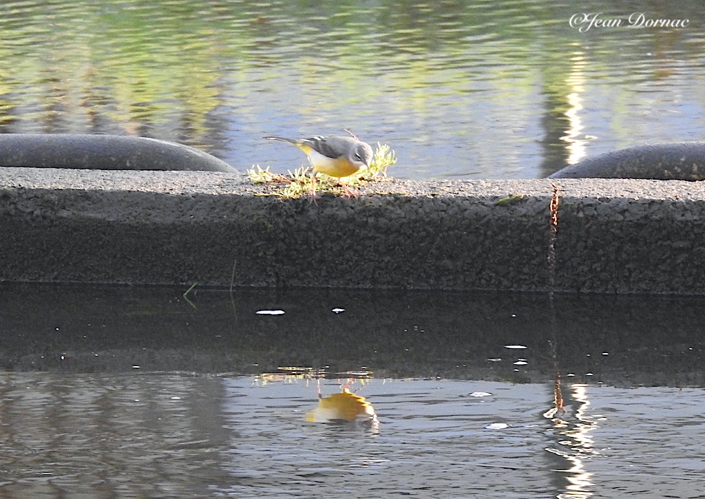 JeanDornac's tweet photo. Petite et mignonne bergeronnette se contemple dans le miroir d’eau du Léguer ! Je pense qu’elle se trouve belle, et elle a raison… #mignonne #bergeronnette #contemple #miroir #belle #rivière #Léguer #Lannion #CôteArmor #Bretagne #France https://t.co/fxS4HMrWH2