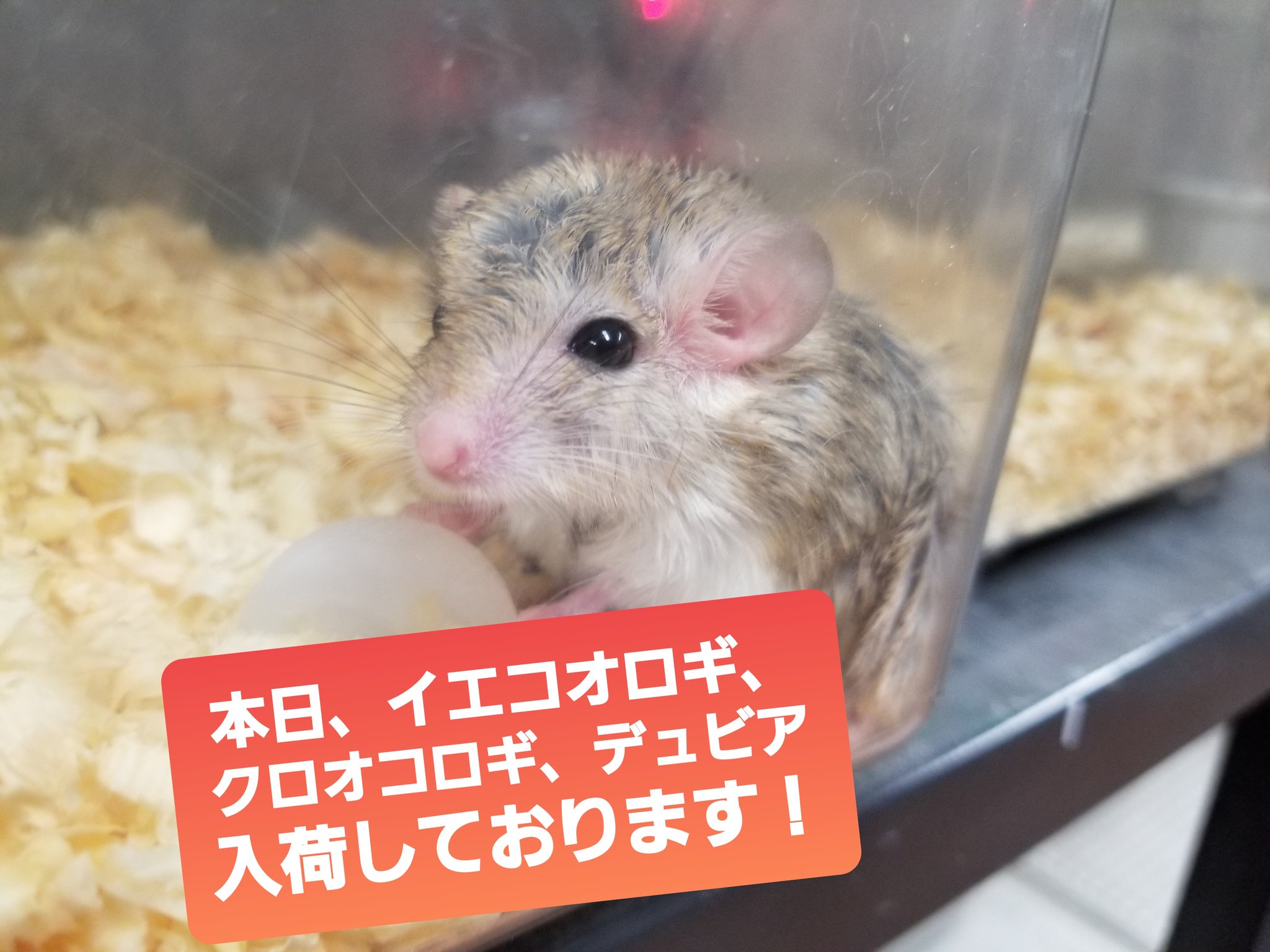 らぶぴーす Lavepiece 本日 イエコオロギ クロオコロギ デュビア 入荷しております 近日 デュビアlサイズ入荷予定 お問い合わせください コオロギ販売 デュビア販売 T Co O6k3em6hro Twitter