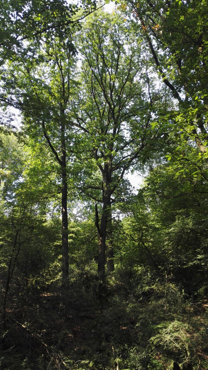e2shareDe's tweet photo. Danke für Euren Besuch auf unserer Website https://t.co/UIn4RZbNfR! Damit unterstützt Ihr den #Umweltschutz in Deutschland und die Wälder.
#e2share #waldretten #klimaschutz #naturschutz #jederbaumzählt #eachtreematters #bienen #rettetdieBienen https://t.co/a79ABNuPoM