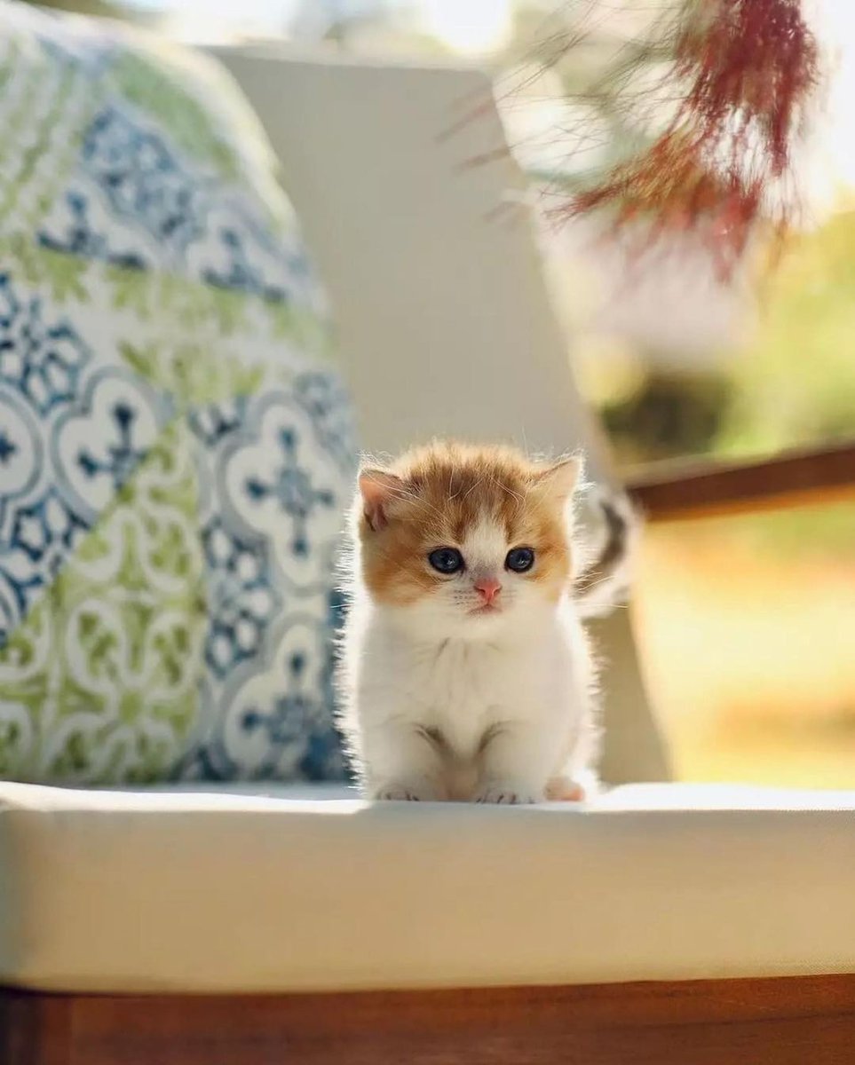 cats_goal's tweet photo. For More 😻 : Follow @cats_goal
.
. #catworld #dailykitten #catoftheworld #cats🐱 #kittenlife #kittylover #cutekitten #instakittens #kittensofinsta #kittens #catlifestyle #kittensofig #catdaily #catbaby #catsdaily #kittenlovers #cutecatskittens #catofinsta #cattitude #catphotos https://t.co/r6ADln1NSG