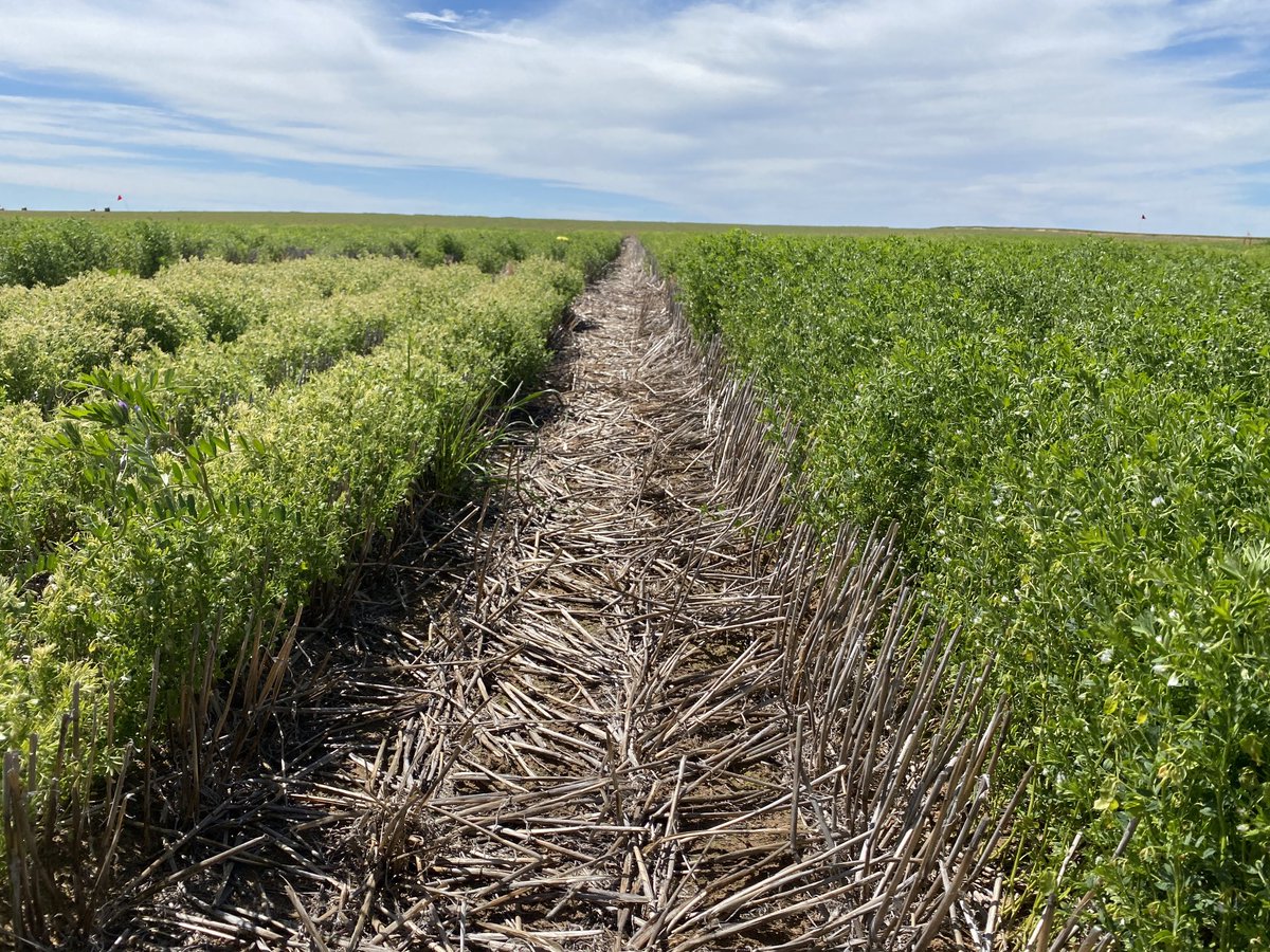 Another friendly frost at the Nhill trial site🥶. Lots of pods affected in peas. Lentil varietal differences in colour response again. ⁦<a href="/Simon_Mock/">Simon Mock</a>⁩ ⁦<a href="/mattrohde8/">Matt Rohde</a>⁩ ⁦<a href="/AudreyDelahunty/">Audrey Delahunty</a>⁩