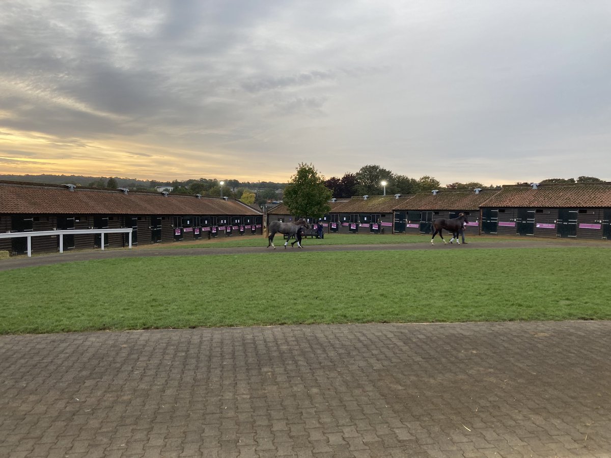 Tim Dellor (@timdellor) on Twitter photo One of my favourite outings of the year - <a href="/Tattersalls1766/">Tattersalls</a> in Newmarket. Yearlings being sold for squillions to head into racing careers. With <a href="/PerfectDay4/">Sasha Thorbek</a> on <a href="/BBCBerkshire/">BBC Berkshire</a> all day. One of my favourite outings of the year - <a href="/Tattersalls1766/">Tattersalls</a> in Newmarket. Yearlings being sold for squillions to head into racing careers. With <a href="/PerfectDay4/">Sasha Thorbek</a> on <a href="/BBCBerkshire/">BBC Berkshire</a> all day.