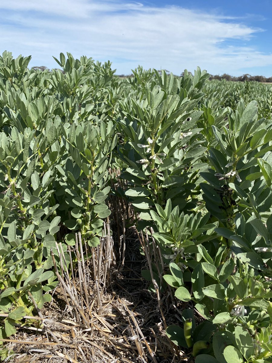 Beans &amp; lentils podding at Nhill agronomy site… ⁦<a href="/theGRDC/">GRDC</a>⁩ ⁦<a href="/mawalagedera/">Sundara Mawalagedera</a>⁩