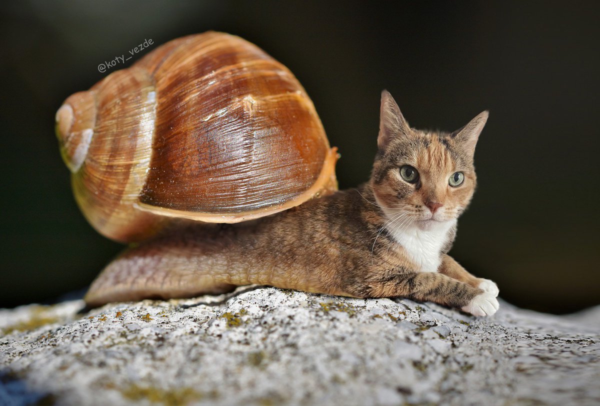 Daily Snailies 🏳️‍⚧️🐌 (and other gastropods) on Twitter "RT koty