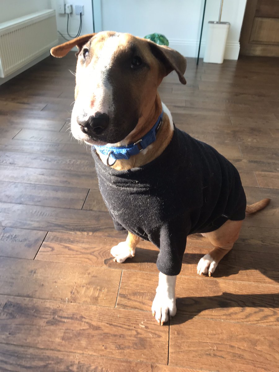 DonnaRamm's tweet photo. Welcome to Ed Ramm (ginger ninja) adopted https://t.co/MQNSCUfZij