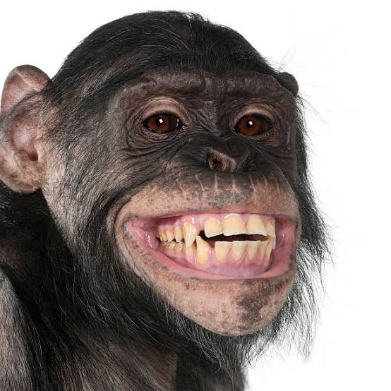 chirpingbird08's tweet photo. #teethtwitter 😂😂 https://t.co/CAXFd6qjZr