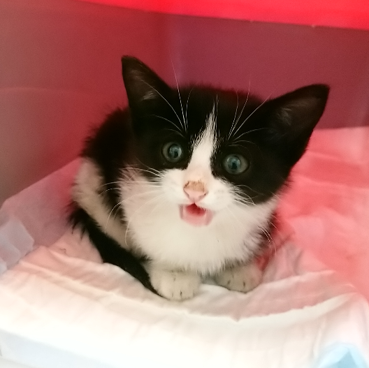 Adopta Daz tweet media