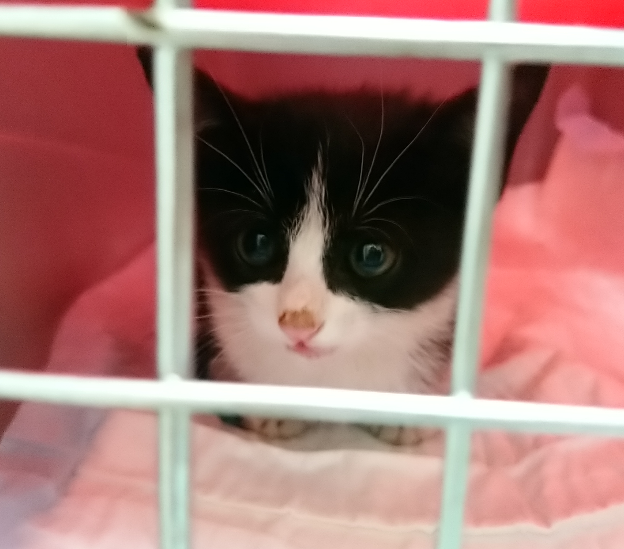 Este pequeño ha sido trasladado a la clínica veterinaria por la Policía Local.

Necesitaremos una casa para él, ya sabéis que nosotros sólo podemos evitar que vaya a las instalaciones municipales si tenemos una casa de acogida.

Escribidnos a: defensanimalzamora@gmail.com