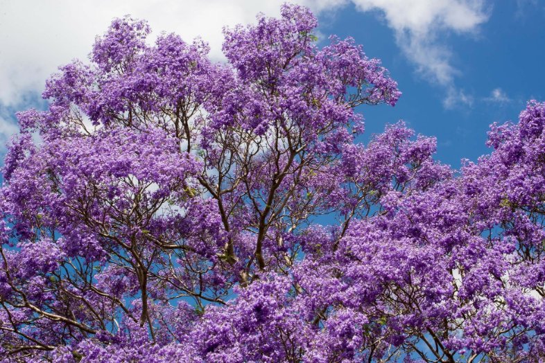 OranzNaame's tweet photo. Le jacaranda
En prière du vivant
Encense les cieux,
De son aura mystique
Et exultant son amour.

#Tanka 

📷 Patty Jansen/Pixabay https://t.co/CFtOWKyTXW
