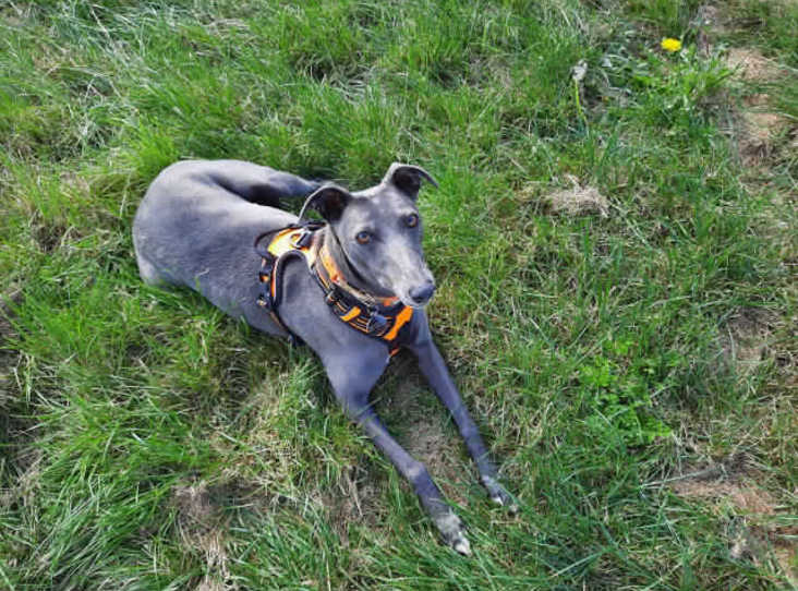 Please retweet to help Nancy find a home #CAMBRIDGESHIRE #ENGLAND 
Lovely Lurcher aged 3, found living in poor conditions, needs training from scratch, she would like to live with another neutered dog, she can live with older children and needs a garden ❤️
rspca.org.uk/findapet/detai…