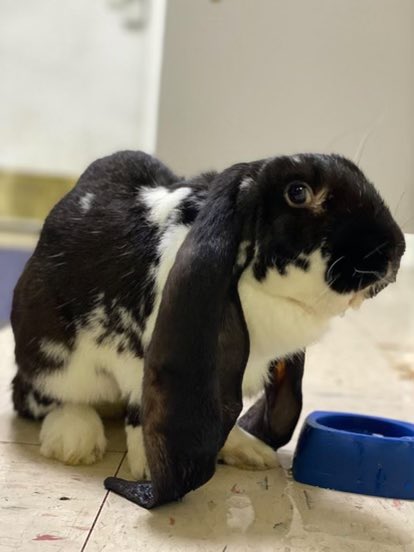 pepperpikepd's tweet photo. Yesterday evening, our night shift officers located an abandoned pet rabbit. The owner apparently did not seem to carrot all. If anyone hares anything, please lettuce know. Luckily for the bunny, there was no criminal activity afoot 😜 https://t.co/MNKbPojgAA