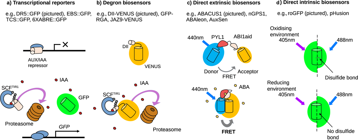 qpb_journal's tweet photo. 🚨New Review🚨

Focus on biosensors: Looking through the lens of quantitative biology

By James H. Rowe and Alexander M. Jones

🌱👉https://t.co/NC0V3PNnGY

@BotanicalJim @xanderjones82
@slcuplants

#biosensors #signalling #geneticallyencoded #fluorescent #plantsci #openaccess https://t.co/IJQYjU3VX9
