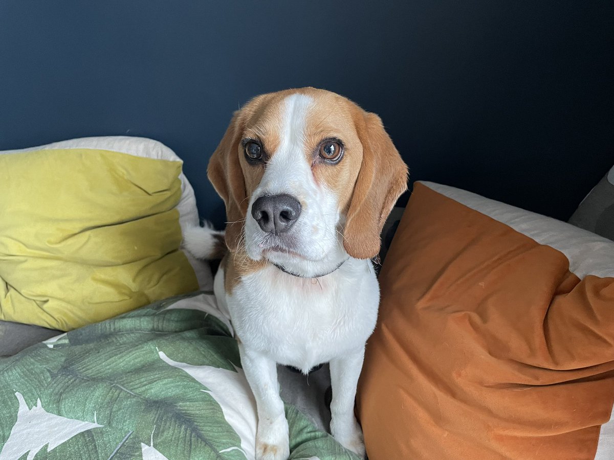 Just chilling 

#Beagle #dogsoftwitter