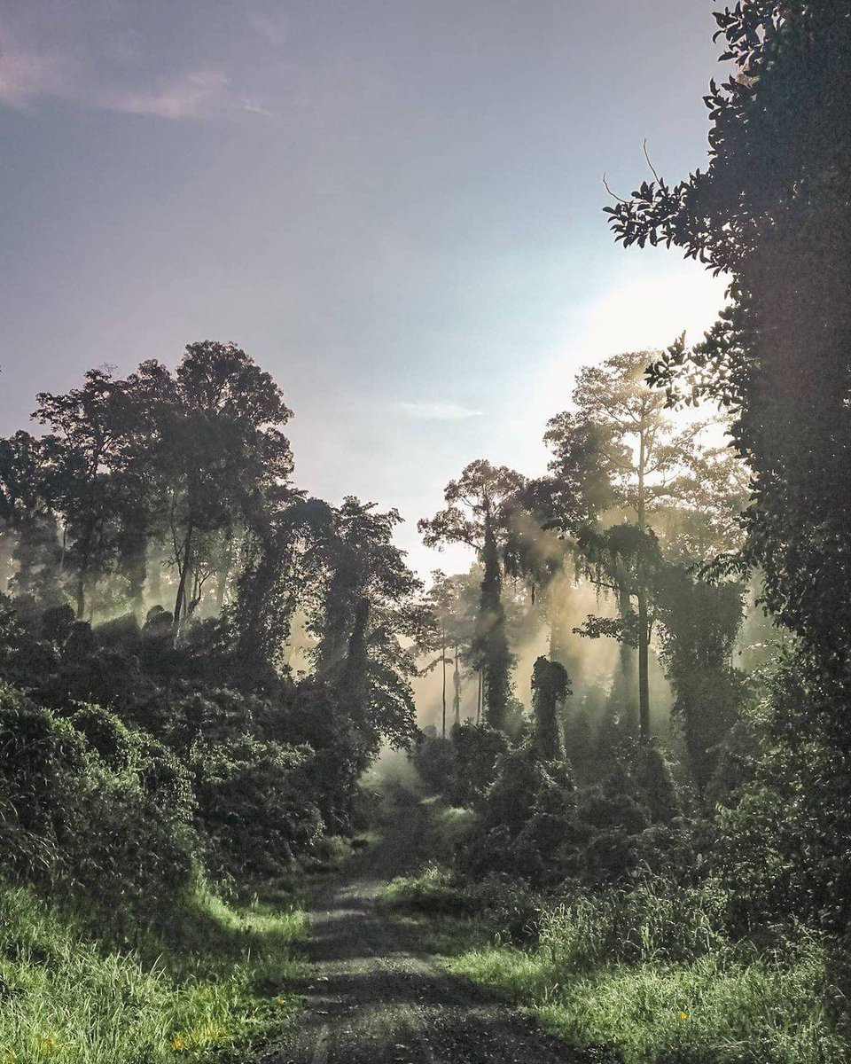 sabahtourism's tweet photo. Danum Valley Conservation Area is regarded as one of the world's few remaining untouched forests. The rainforest is home to all kinds of Sabah's unique flora and fauna and, it's the perfect destination for all nature lovers.

📸 IG: @borneorainforestlodge https://t.co/VEwPtkkXAV