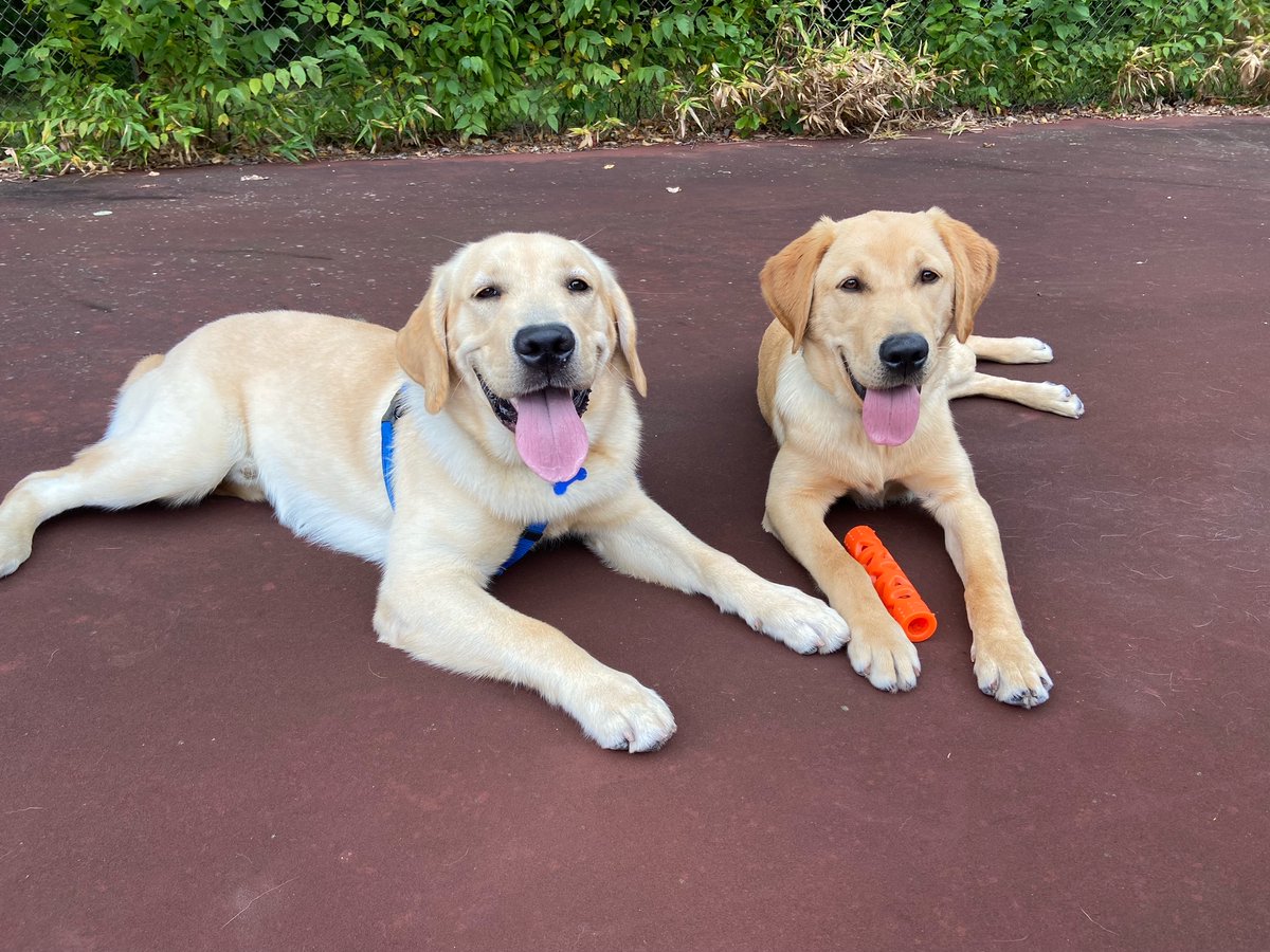 ECADServiceDogs's tweet photo. #Playdatefun! #Mackerel and #Bravo enjoyed spending some quality time together this past weekend. #ECADServiceDogs #NurseryTeamsRock https://t.co/JSiajyfCZT