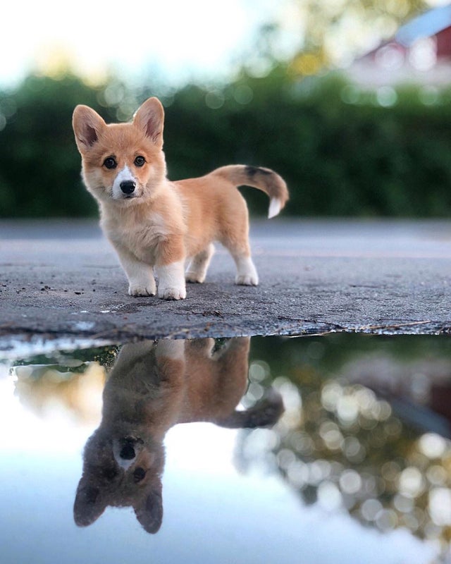 Corgi Every Hour (@corgieveryhour) on Twitter photo 