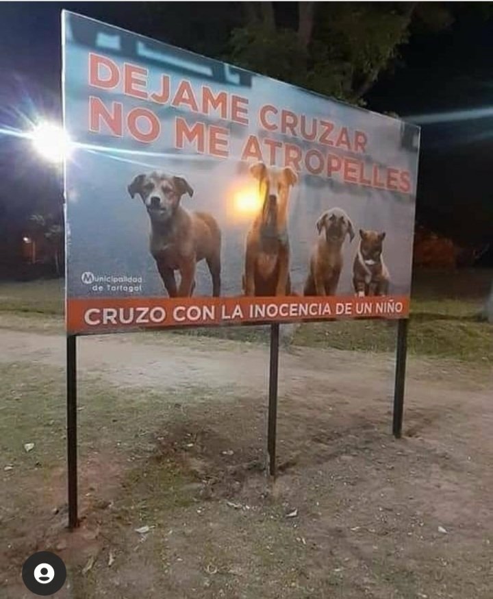 El mejor cartel que he visto, y describe a la perfección la inocencia de un perrito. Tienen la inocencia de un niño. Feliz día queridos amigos, bendiciones.🙏🙏🙏