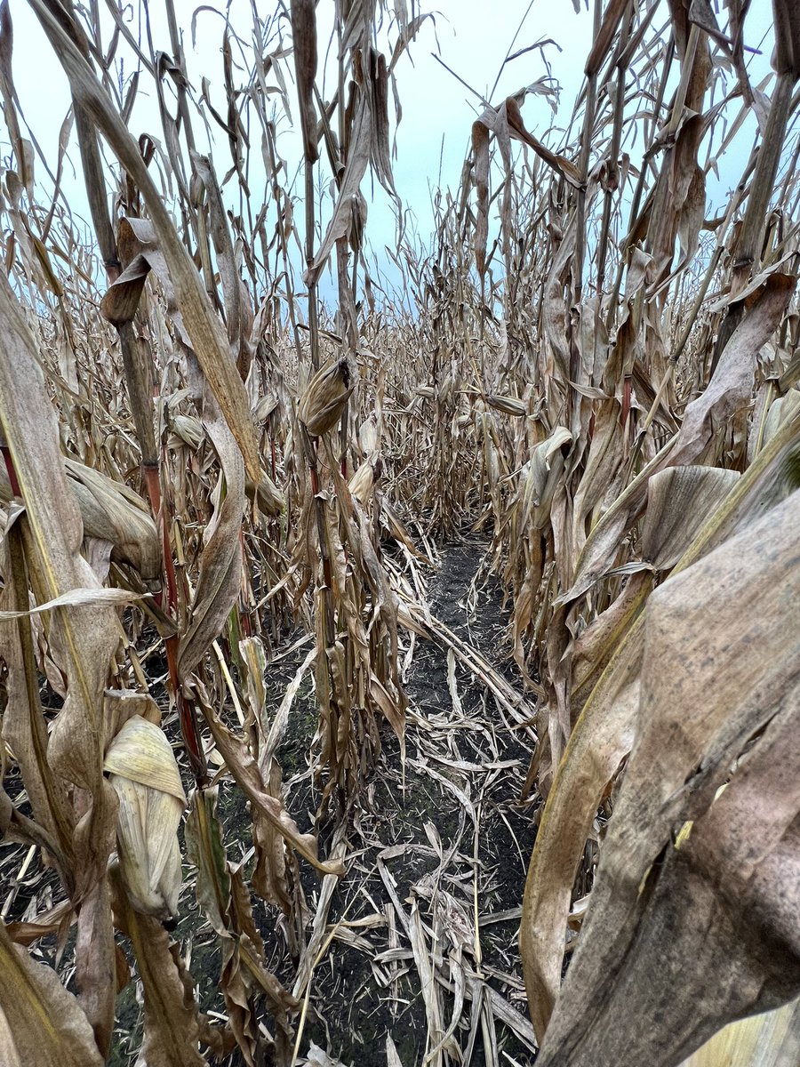 Time to evaluate your fields. Don’t assume you should just go get the driest corn first, you may need to prioritize certain hybrids if stalk quality is deteriorating.