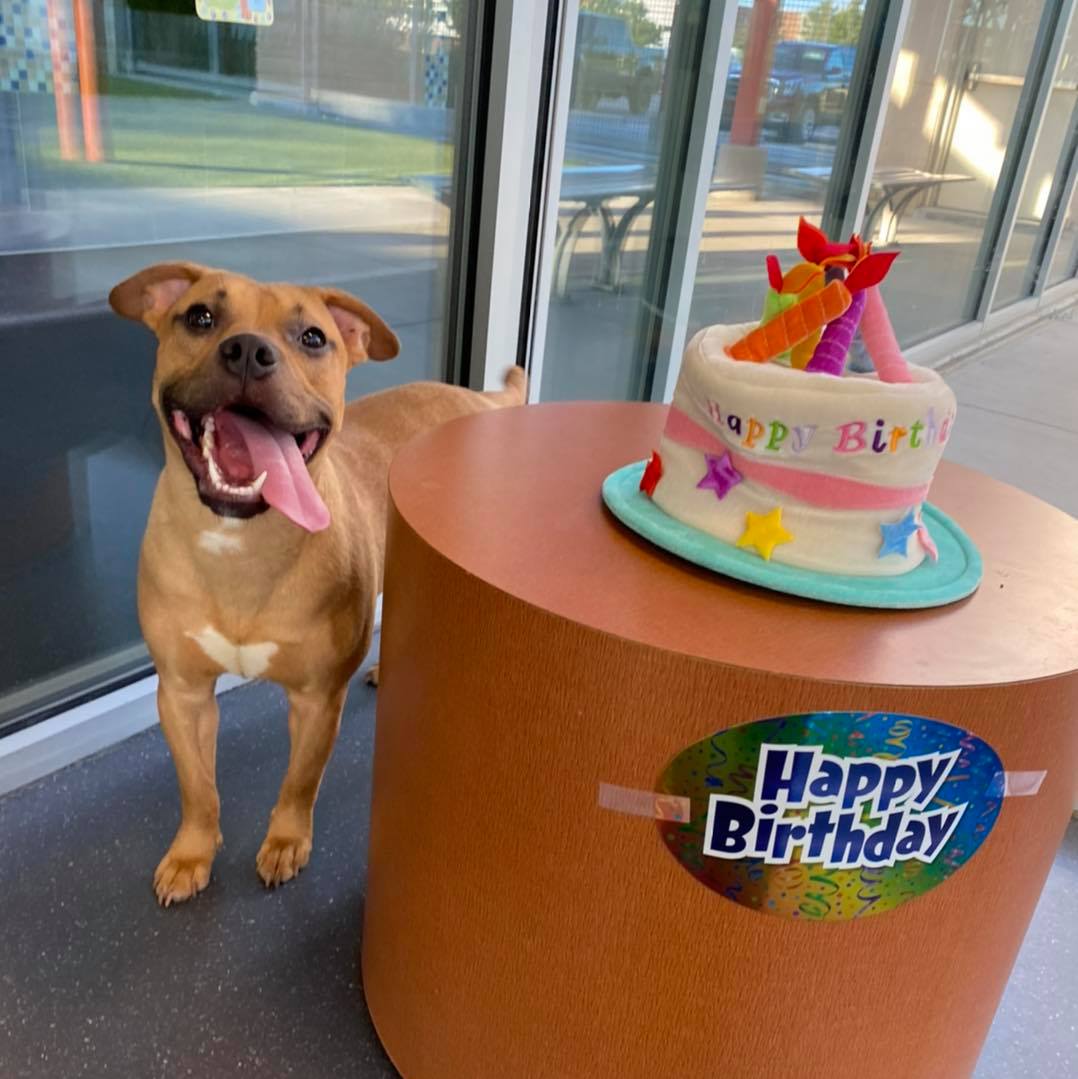 HSNT1's tweet photo. It’s Bill’s FIRST birthday!!! Help him celebrate by getting an appointment at our Keller Regional Adoption Center and bringing him home!
He is friendly and easy going. Bill greets everyone with a body wiggle, and is a good boy on the leash. https://t.co/cIMH8rV6bW