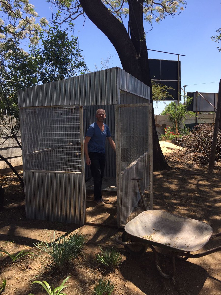 A day in the life of...
Today we were informed some love birds had simply been abandoned after the homeowners moved out. Our team went into overdrive, using what available building material we have on site that's meant for our large aviary to create an enclosure for them.