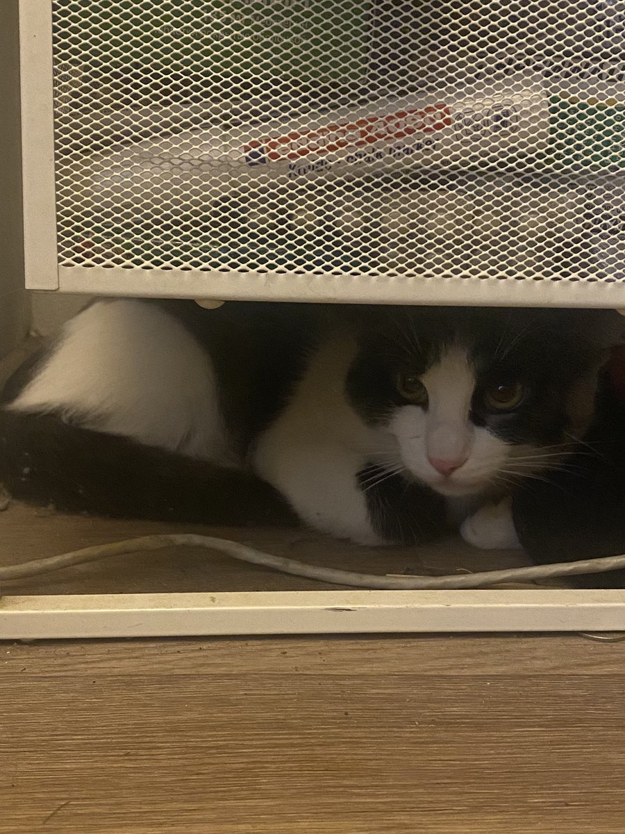 ushko3000's tweet photo. Завела свое ПЕРВОЕ животное.... Мой!! Котик!!!! Моя ответственность!!!!👊🏻😤 https://t.co/fLHveE6sHO